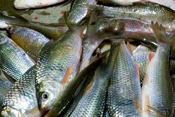 元江华鲮是什么鱼？