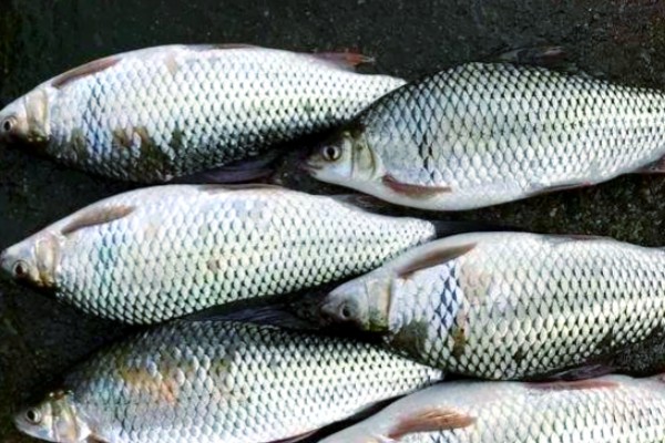 元江华鲮是什么鱼？