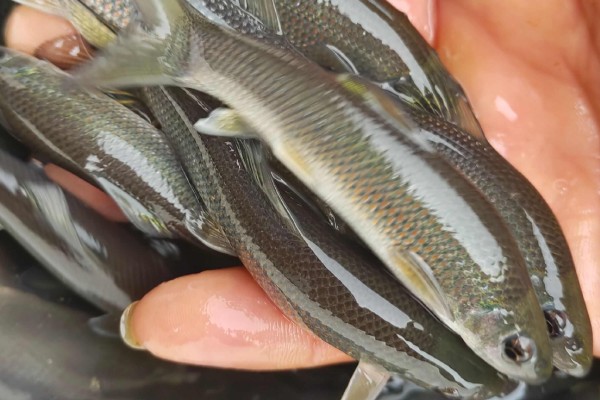 朱氏华鲮是什么鱼?