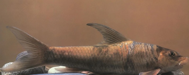 朱氏华鲮是什么鱼?