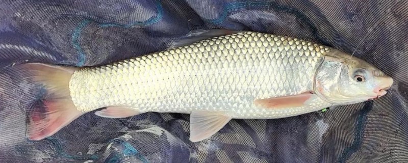 似鲮华鲮是什么鱼?