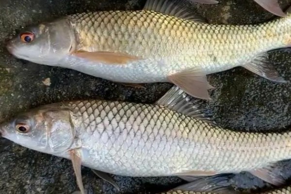 似鲮华鲮是什么鱼？