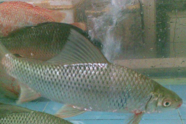 似鲮华鲮是什么鱼？