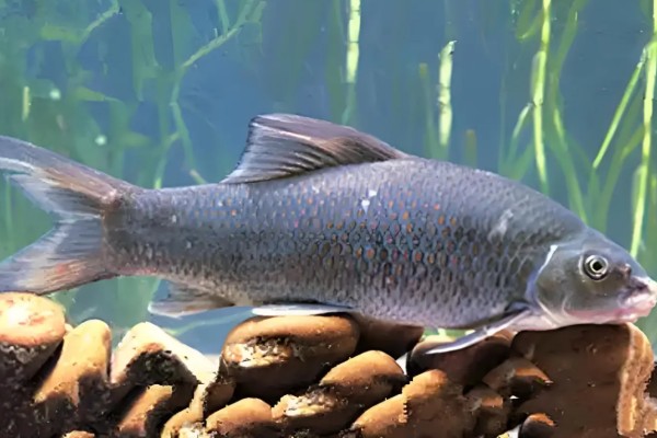 似鲮华鲮是什么鱼？