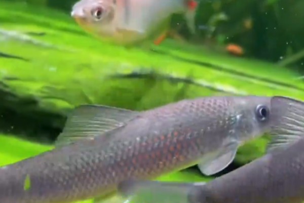 云南华鲮是什么鱼？