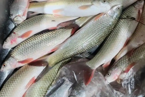 云南华鲮是什么鱼？