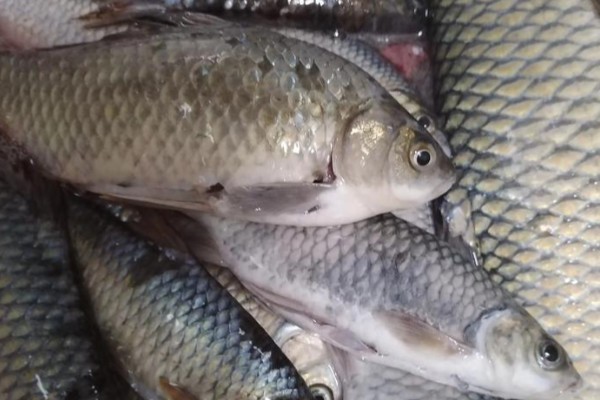 云南华鲮是什么鱼？