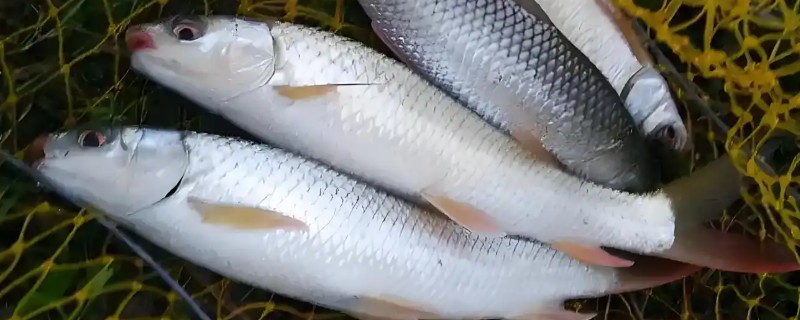 麦瑞加拉鲮是什么鱼?