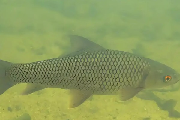 麦瑞加拉鲮是什么鱼？