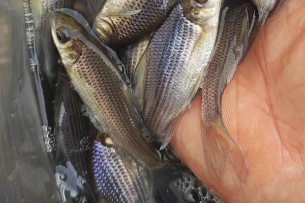 朱氏华鲮是什么鱼?