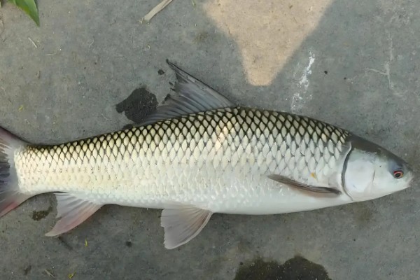 麦瑞加拉鲮是什么鱼？