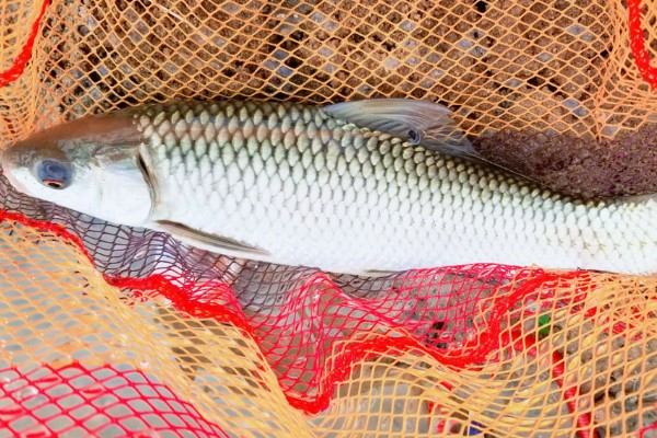 麦瑞加拉鲮是什么鱼？