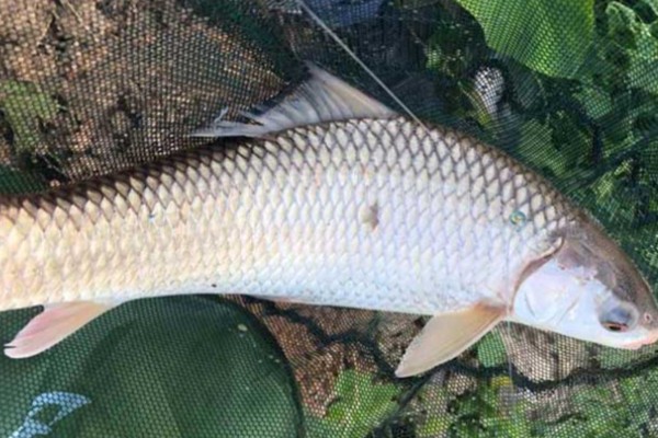 露斯塔野鲮是什么鱼？