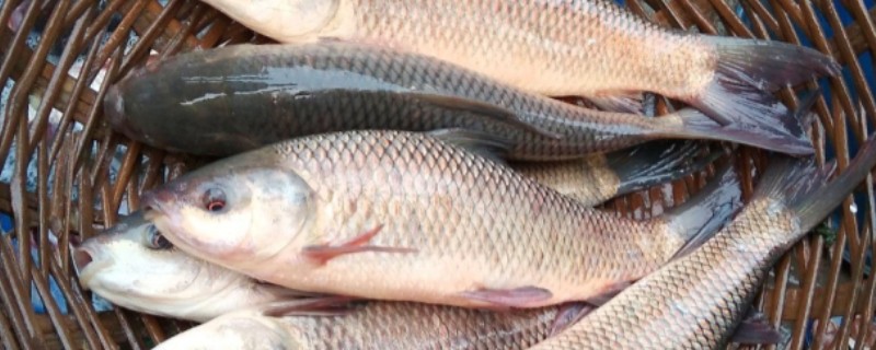 露斯塔野鲮是什么鱼?