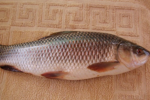 露斯塔野鲮是什么鱼？