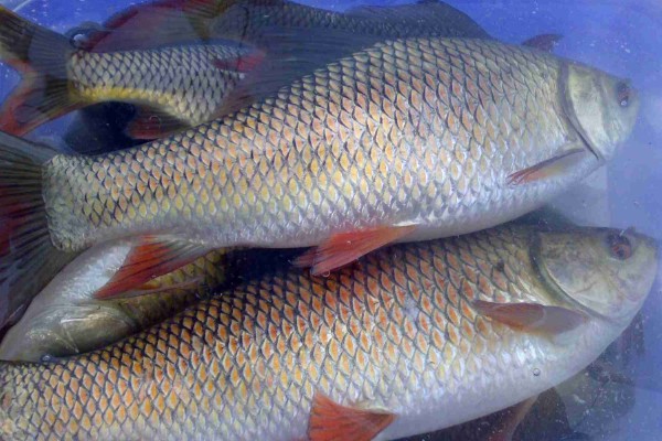 露斯塔野鲮是什么鱼？