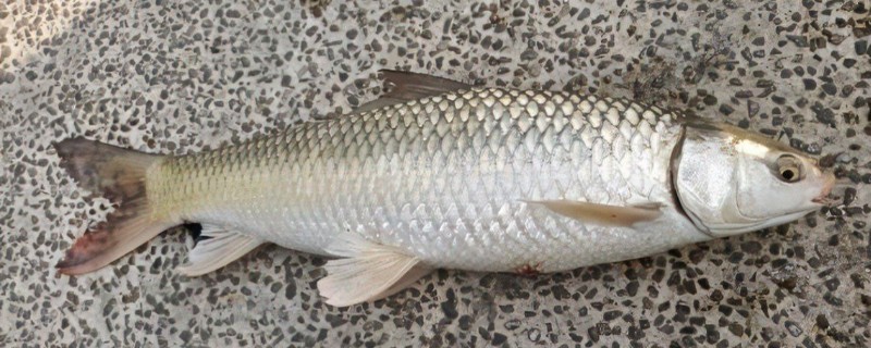 土鲮是什么鱼？