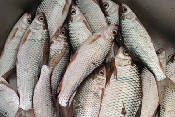 土鲮是什么鱼?