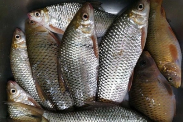 土鲮是什么鱼?