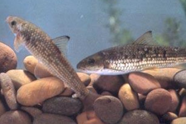 异华鲮是什么鱼？