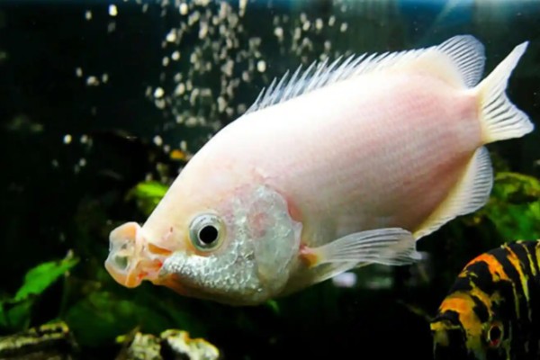 单吻鱼是什么鱼？