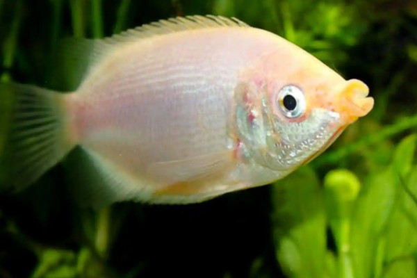 单吻鱼是什么鱼？