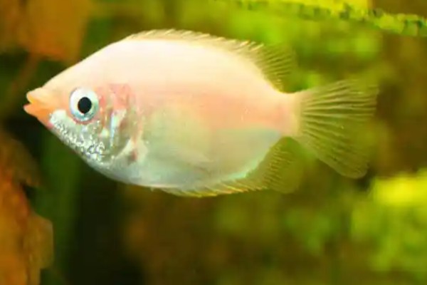 单吻鱼是什么鱼？