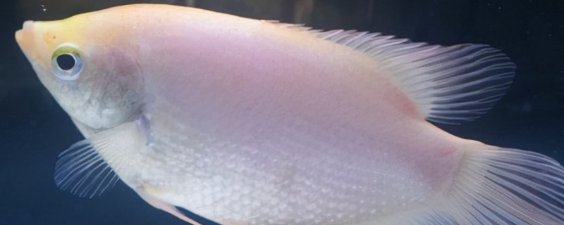 单吻鱼是什么鱼？