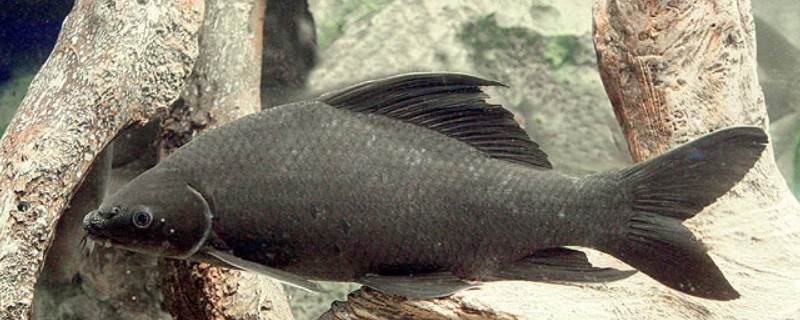 云南野鲮是什么鱼？