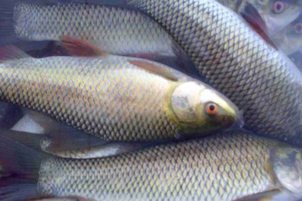 云南野鲮是什么鱼?