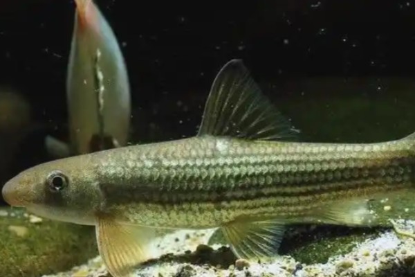 云南野鲮是什么鱼?