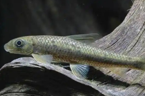 云南野鲮是什么鱼?