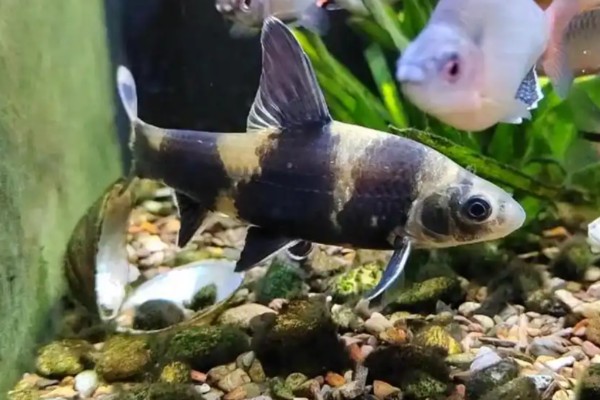 异华鲮是什么鱼？