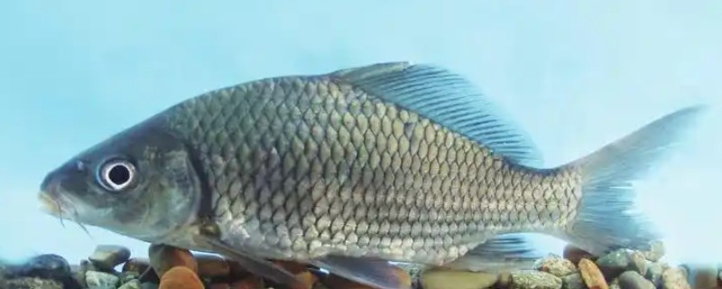 龙州鲤是什么鱼？