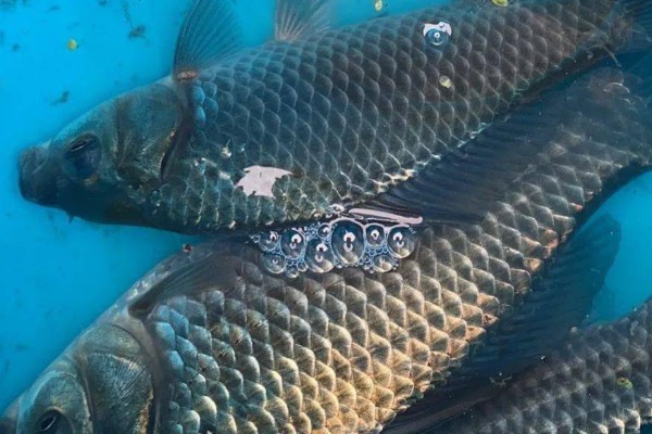 龙州鲤是什么鱼?