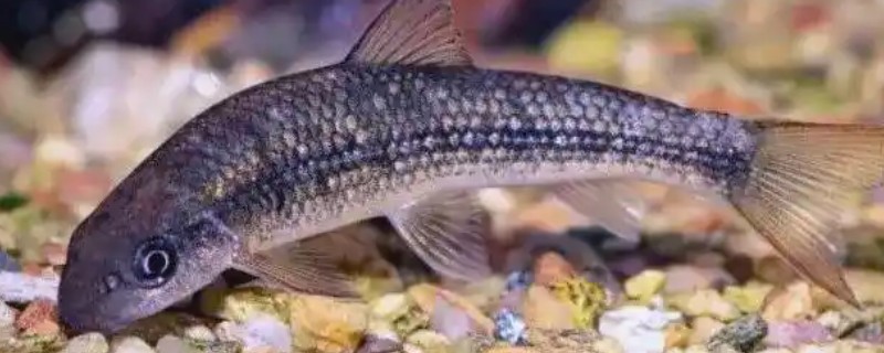 异华鲮是什么鱼？