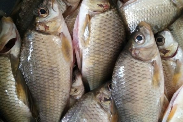 龙州鲤是什么鱼?