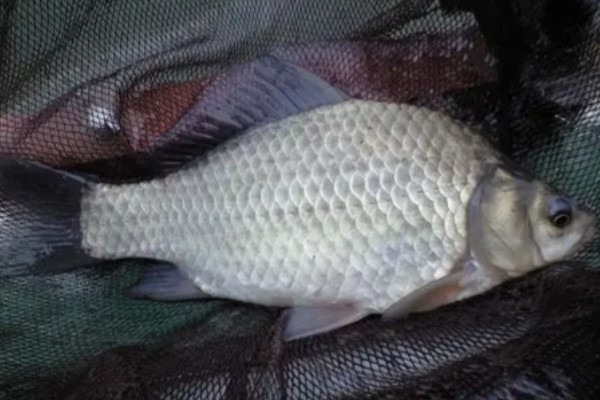 龙州鲤是什么鱼?