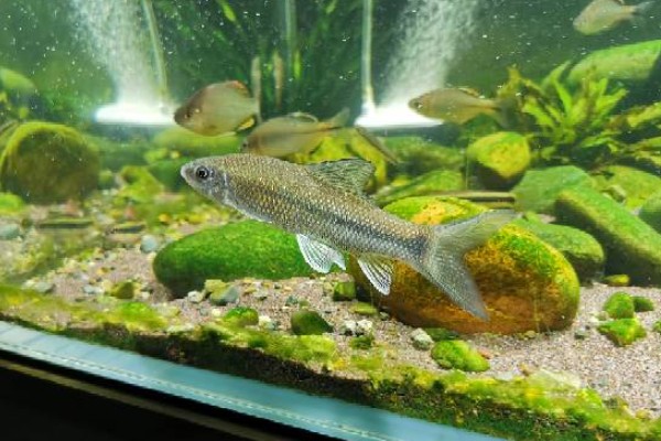 异华鲮是什么鱼？