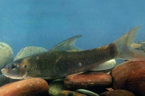 宽头华鲮是什么鱼？