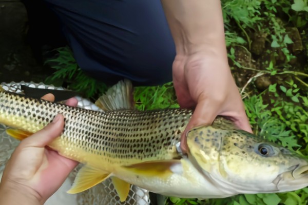 金沙鲈鲤是什么鱼?