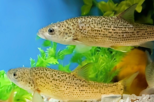 金沙鲈鲤是什么鱼?