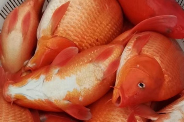 荷包红鲤是什么鱼？