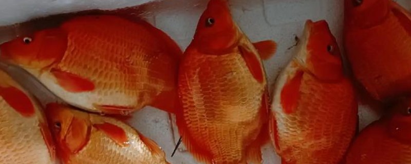 荷包红鲤是什么鱼？