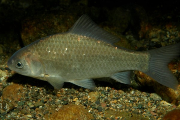 黑龙江野鲤是什么鱼?