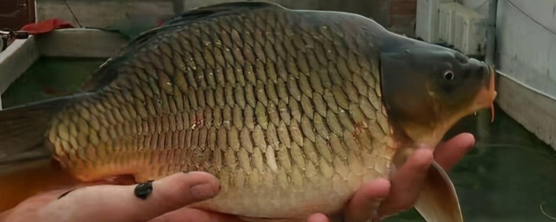 荷元鲤是什么鱼？