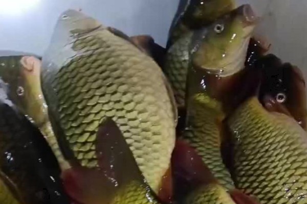 荷元鲤是什么鱼?