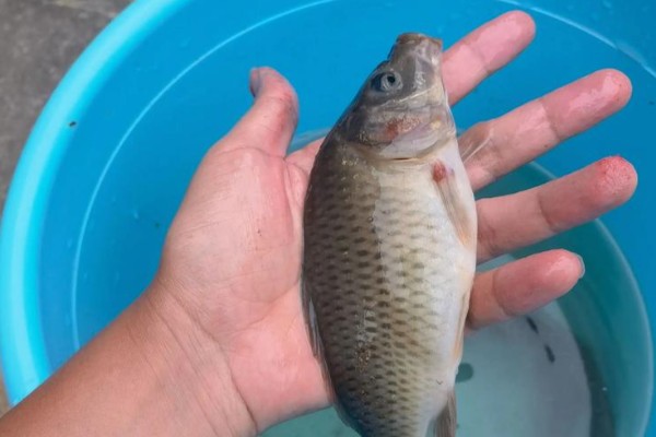 荷元鲤是什么鱼?