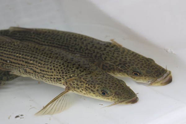 花鲈鲤是什么鱼?