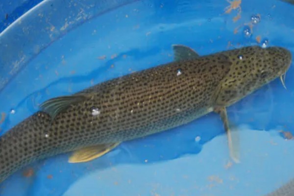 花鲈鲤是什么鱼?